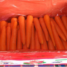 Nova colheita boa qualidade de cenoura fresca